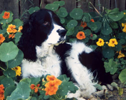 Fat Spaniel